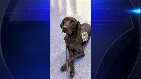 TSA crowns 3-year-old German Shorthair Pointer as cutest canine of 2023